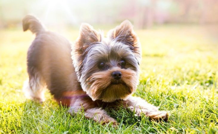 Chien de race Yorkshire dans une posture joueuse.