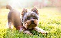 Chien Yorkshire attendant de jouer