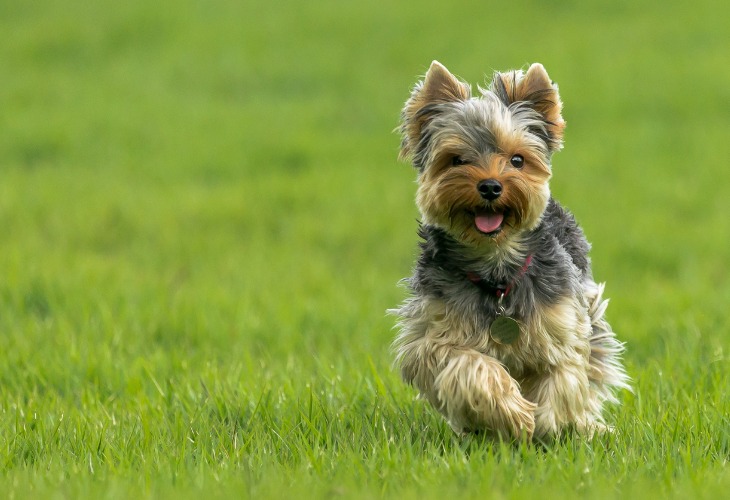 Chien Yorkshire qui cours dans l'herbe