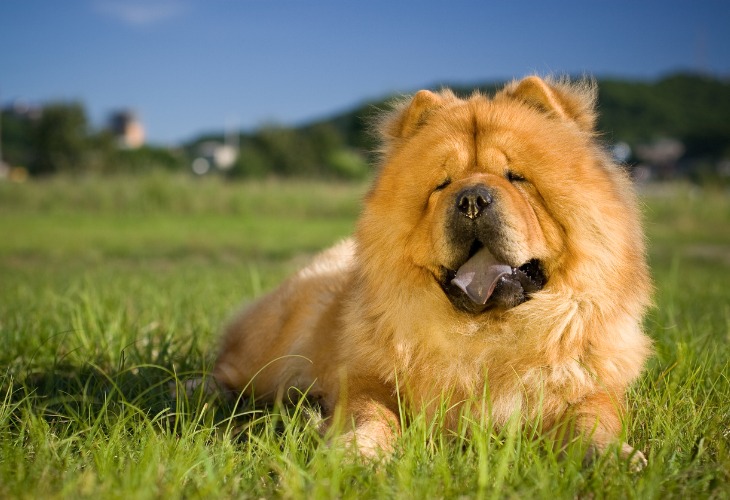 Zoom sur le visage du Chow Chow.