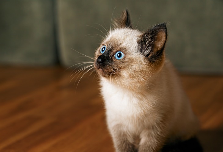 Chat Balinais avec ses yeux bleus traversant.