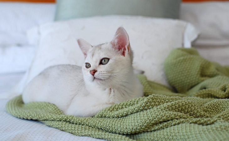 Chat Burmilla allongé sur le lit