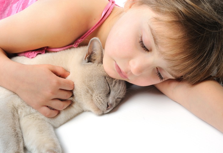 Chat de race Burmese faisant la sieste avec un enfant.