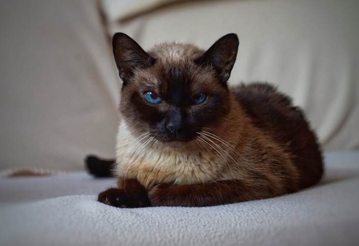 Le chat Balinais avec un splendide regard