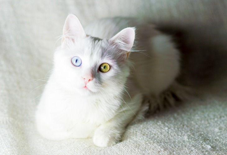 Angora Turc aux yeux de différentes couleurs.