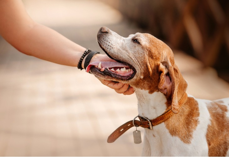 La caresse de la main, premier signe de tendresse pour l'animal.