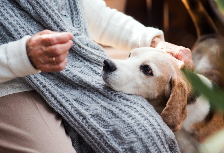 Votre animal ressent votre l'énervement de l'humain, la caresse est à éviter.