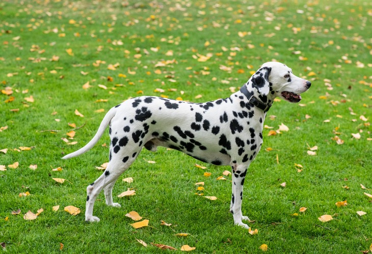 Le dalmatien possède un corps musclé qui s'inscrit dans un rectangle