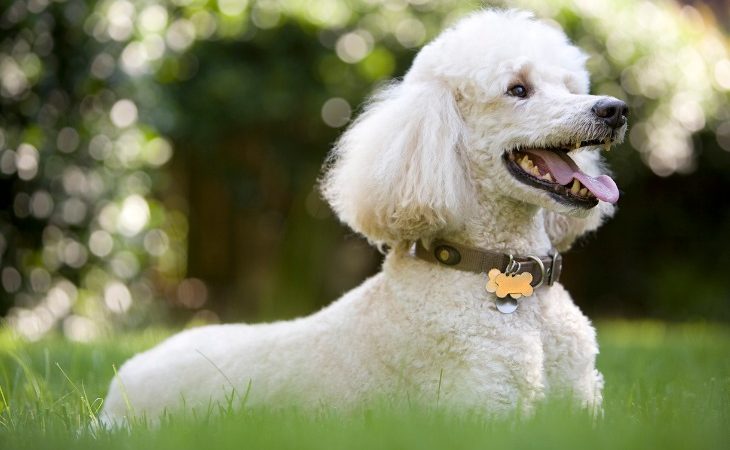 Caniche allongé sur l'herbe