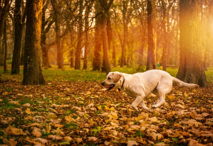 Chien Labrador qui court en forêt.