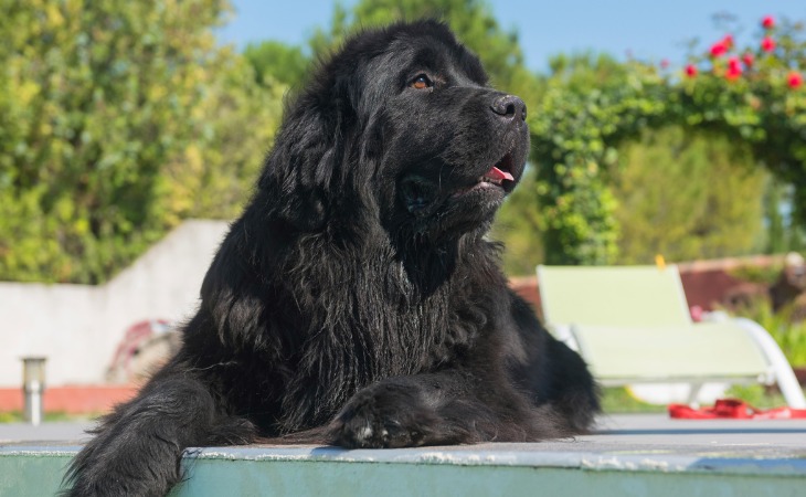 Raza de perro de pelo negro: el terranova 