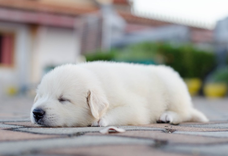 Jeune chiot Labrador endormi dehors.