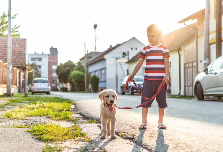 Enfant qui promène son chiot Labrador.