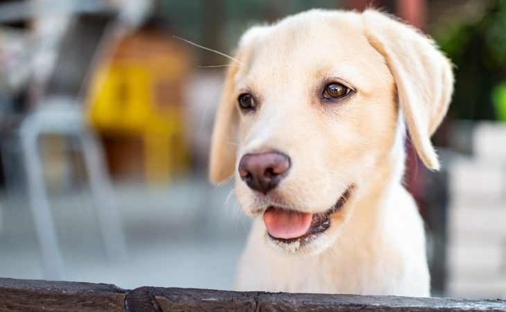 Portrait d'un chiot Labrador en extérieur.