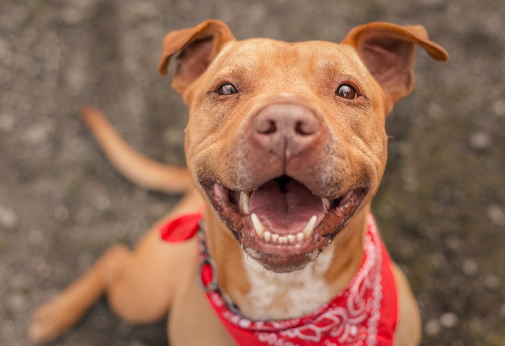 Pitbull Race De Chien Hello Animaux