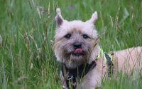 Chien Carin Terrier dans l'herbe