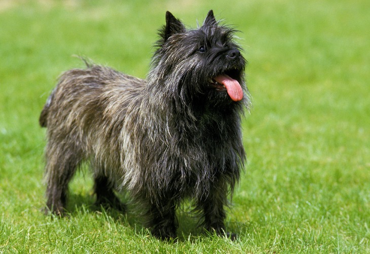 Cairn Terrier tira la lengua después del peseo