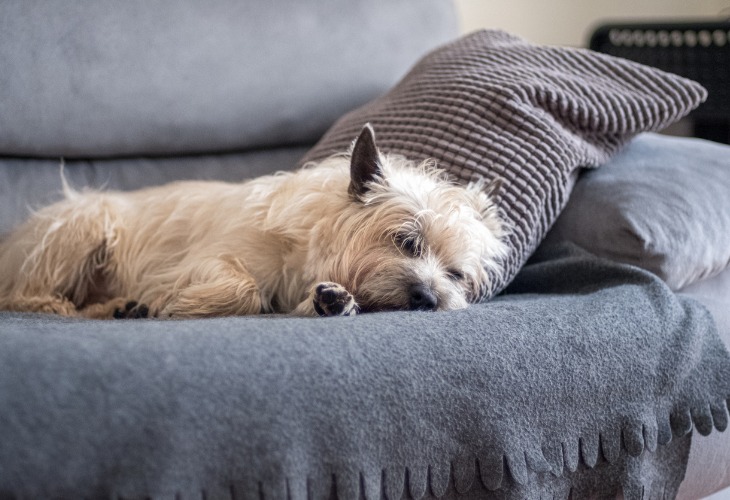 Cairn Terrier dormant sur le canapé.