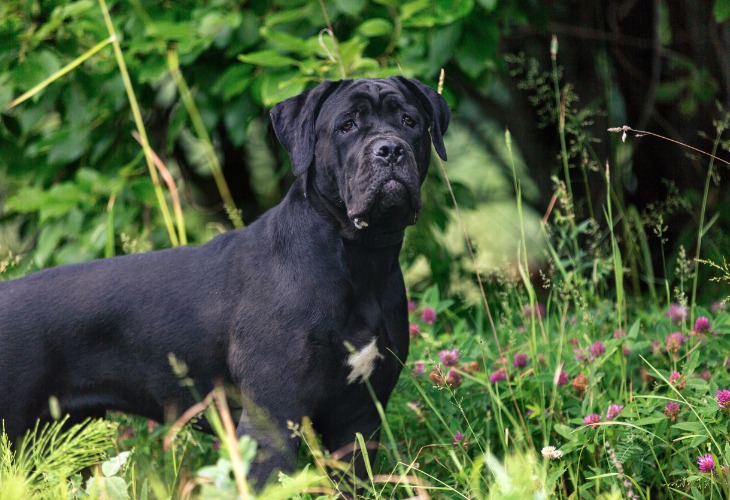 Corps du Cane Corso