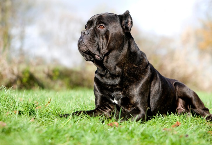 Cane Corso allongé sur l'herbe 