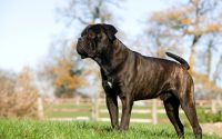 Cane corso sur l'herbe