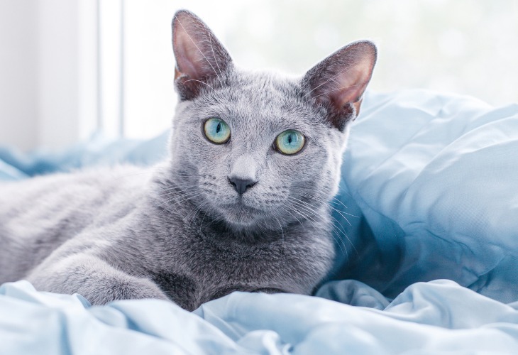 Bleu Russe Race De Chat Hello Animaux