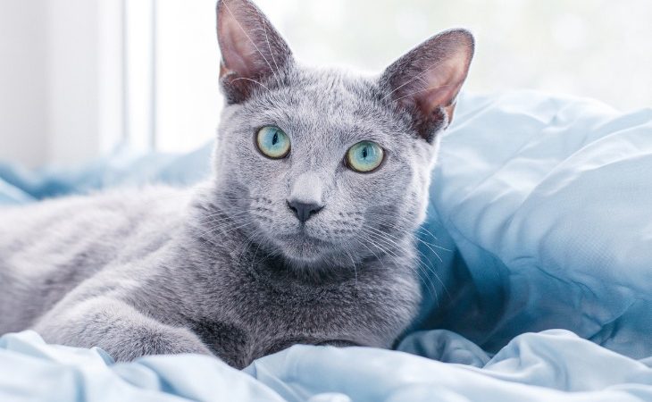 chat bleu russe allongé sur le lit.