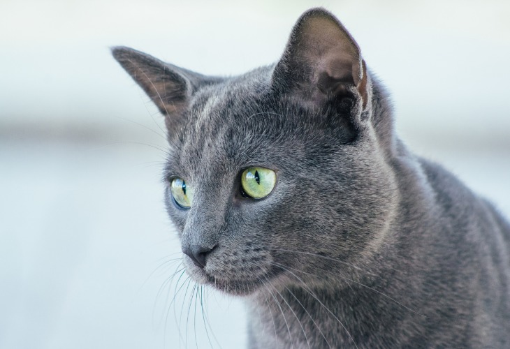 gato azul ruso de perfil 