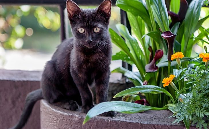 Chat Bombay assis à côté des plantes