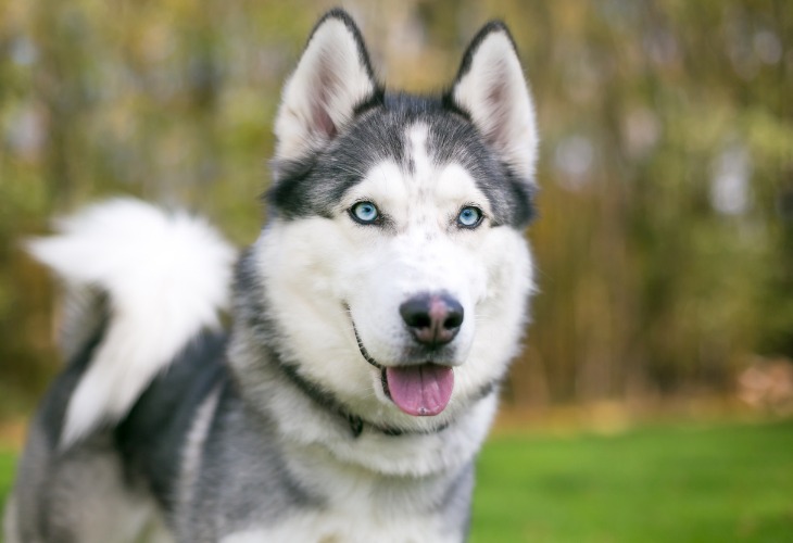 Visage du Husky