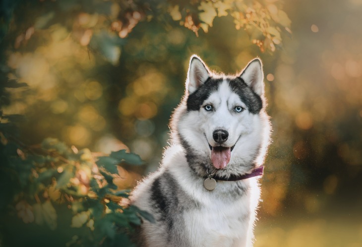 Chien Husky tirant la langue.