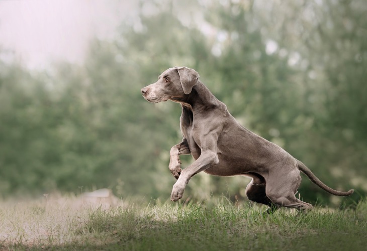 Chien Braque de Weimar en pleine course.