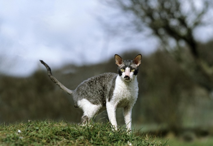 Cornish Rex au regard surpris dans un champ