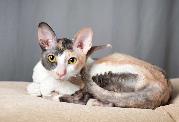 Cornish Rex au regard fabuleux