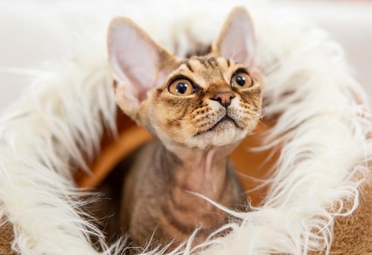 Gros plan du visage du Devon Rex