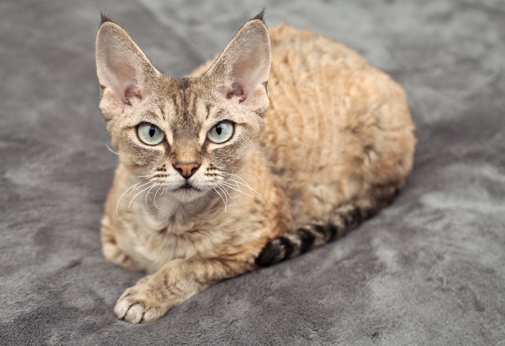 Devon Rex avec un regard froudroyant.