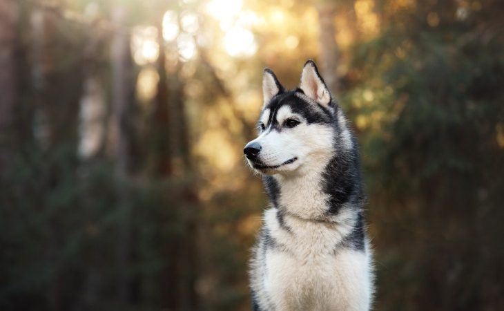 Husky sibérien en premier plan dans la forêt