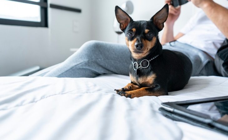 Pinscher nain allongé sur le lit