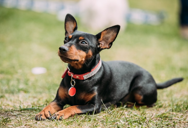 Pinscher nain attentif au moindre bruit.