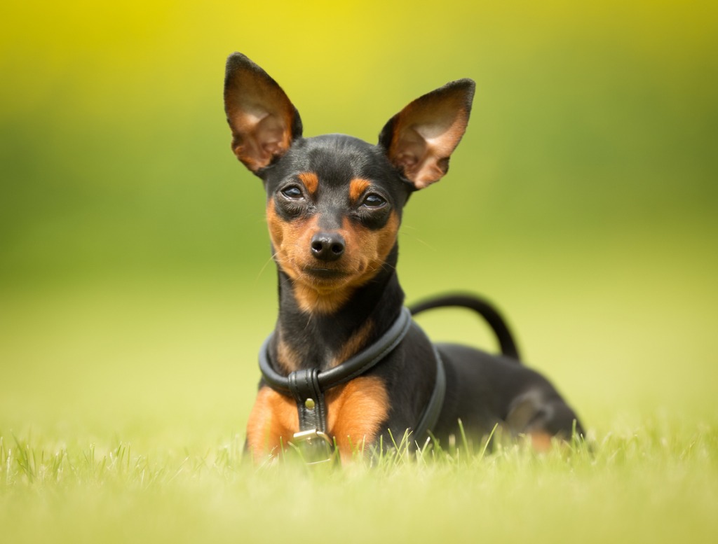 Pinscher nain sur l'herbe