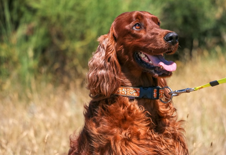 Setter Anglais tirando la lengua después de su paseo