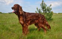 Setter Anglais sur l'herbe