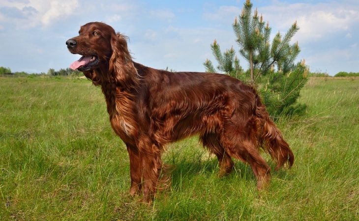 Setter Anglais sur l'herbe