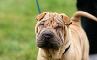 Shar Pei yeux fermé en balade