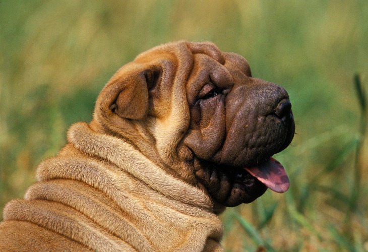 Shar Pei de profil tirant la langue.