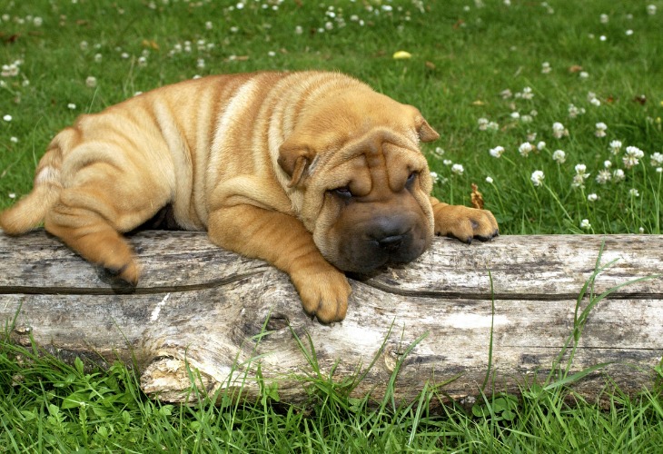 Shar Pei allongé sur du bois.