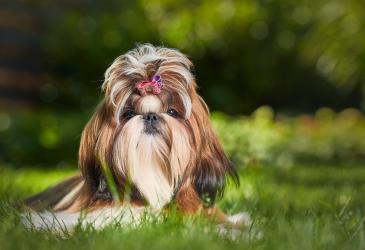 le Shih Tzu fait partie des races de chiens hypoallergéniques.