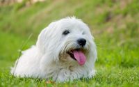 chien coton de tuléar allongé dans l'herbe