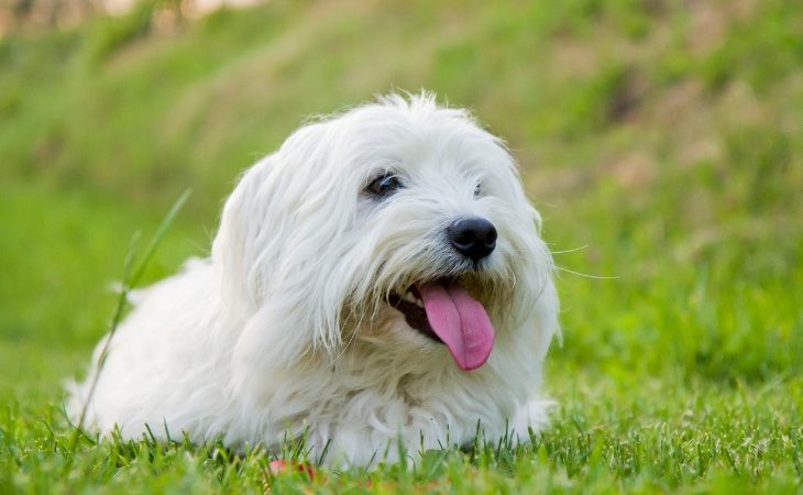 chien coton de tuléar allongé dans l'herbe