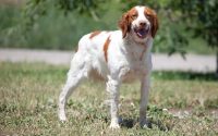 Epagneul breton chien de chasse